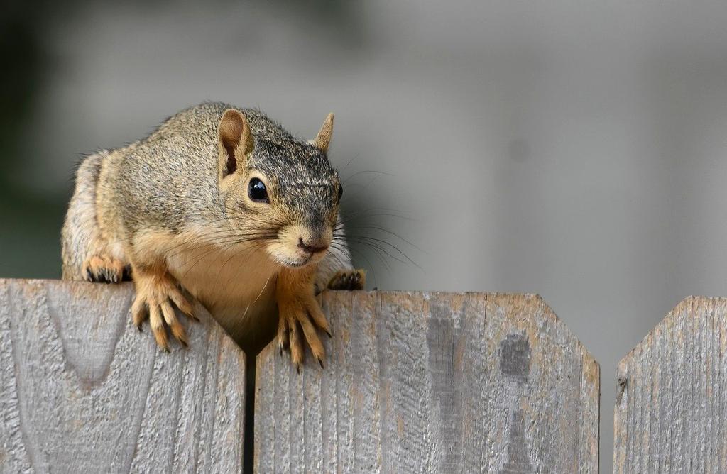 Photo of Jane Doe, CEO of gisozey